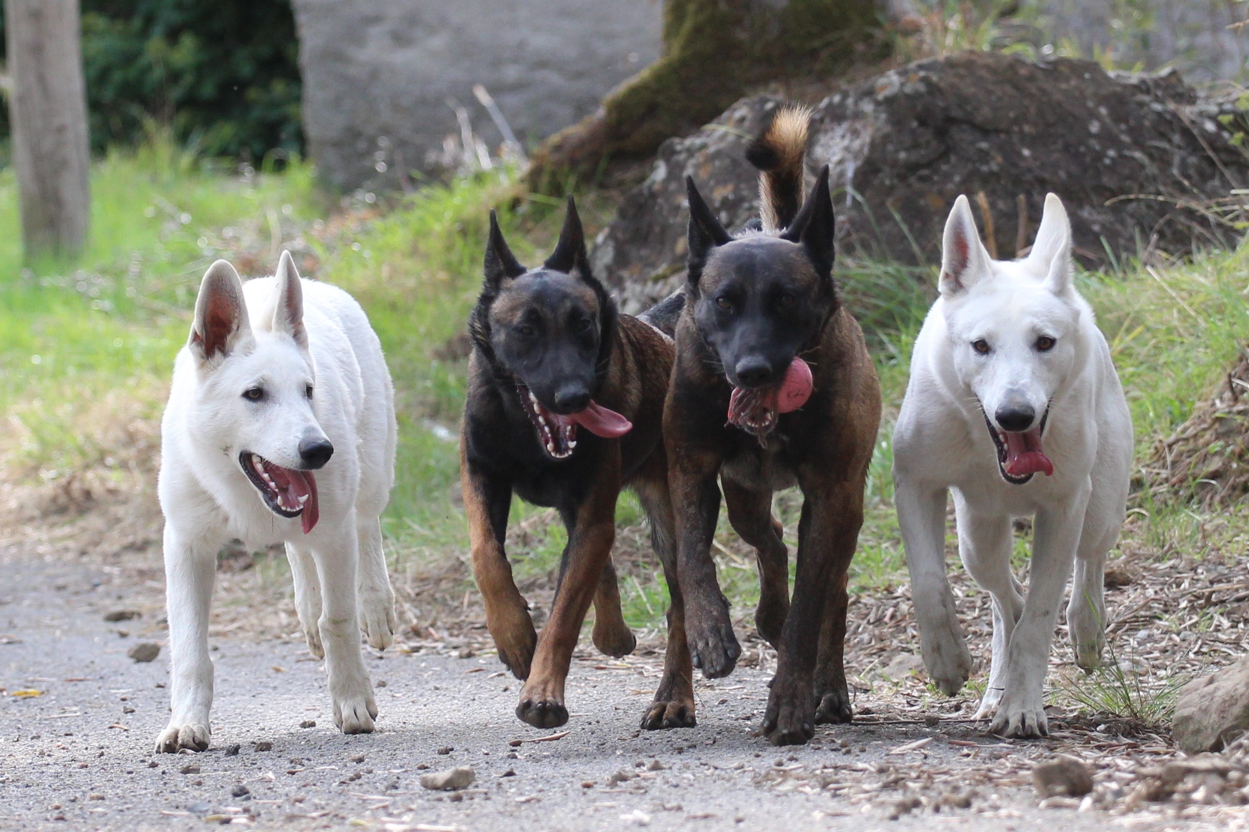 Belgian Malinois & White Shepherd Dogs - BTWW - Born to Win Warrior 11