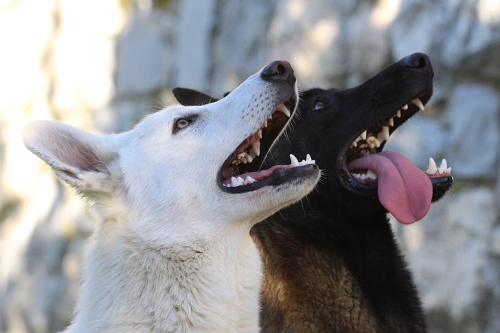 Belgian Malinois & White Shepherd Dogs - BTWW - Born to Win Warrior 10