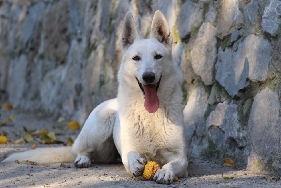 2022 White Shepherd Puppies – Brazilian Lines 3