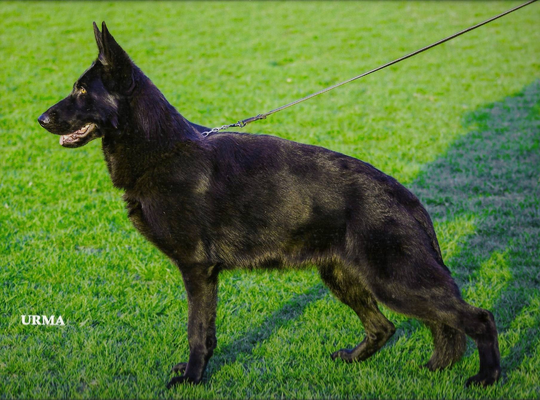Black German Shepherd Dog Wifi Aritar Bastet IPO1 BH AD 33