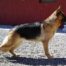 German Shepherd Dog Admirable Born to Win