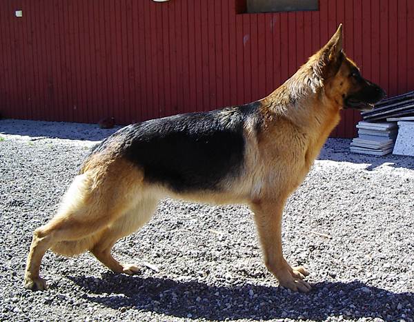 German Shepherd Dog Admirable Born to Win KK2 20