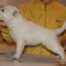 Born to Win White Shepherd 4