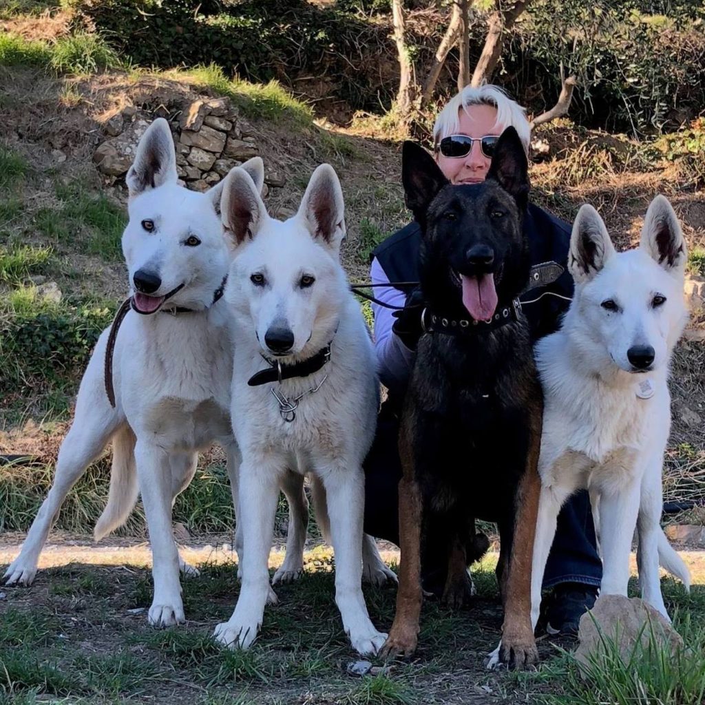 Belgian cheap white shepherd