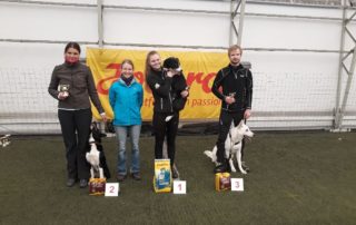 Born to Win Warrior Tyson 3 place in Agility A0 class 13