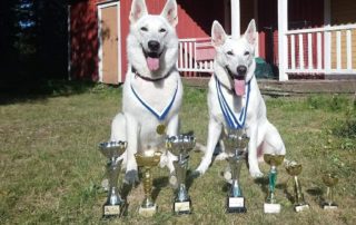 White Shepherd Breed obedience and rally obedience competition in Finland!  8