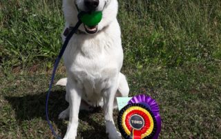 Born to Win White Oodi in Obedience Competition in Finland 24
