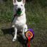 Born to Win White Oodi in Obedience Competition in Finland 9