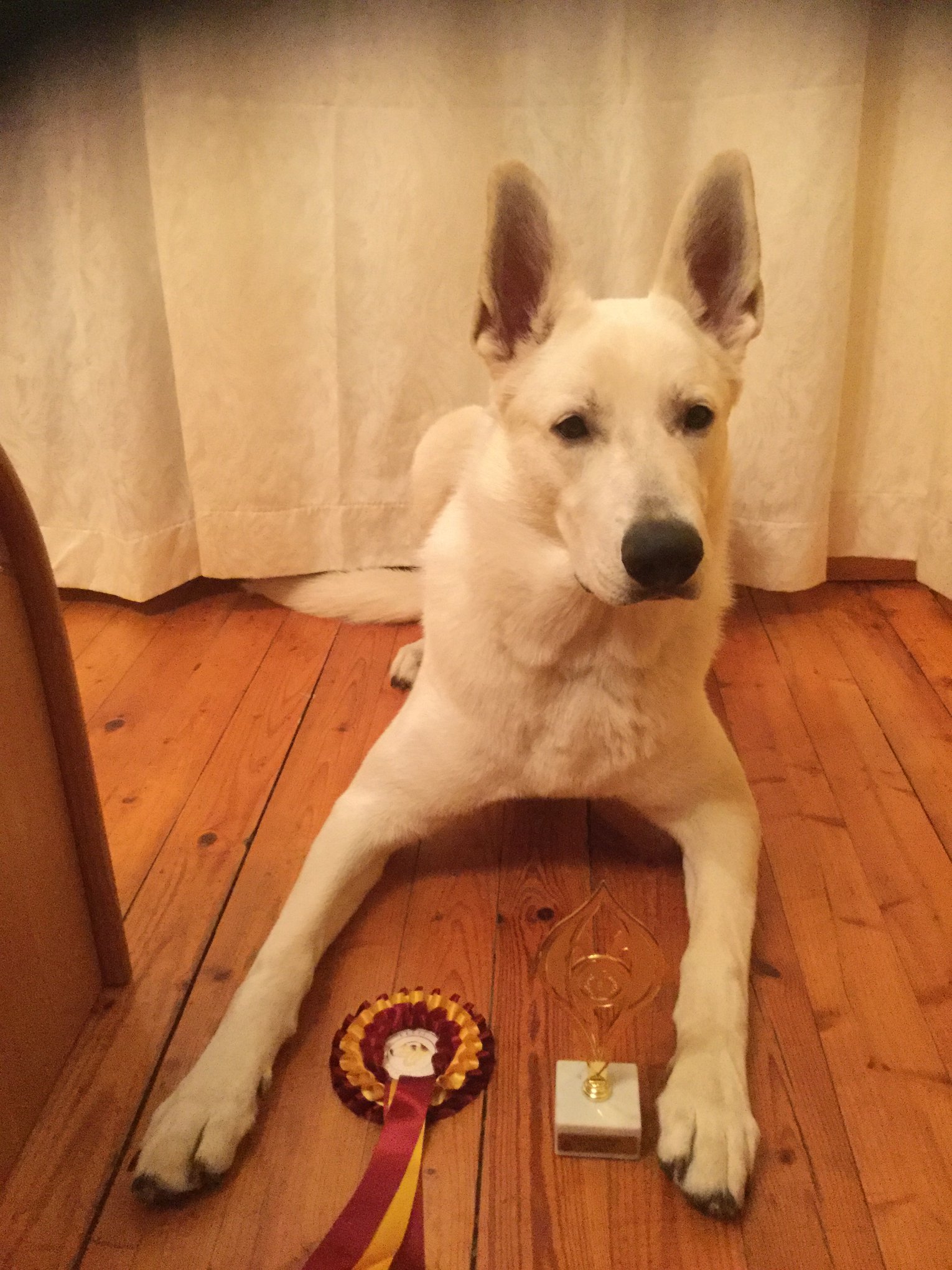 BTWW White Swiss Shepherd Offspring in Christmas Show 1