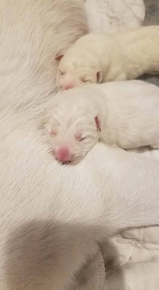 Our Born to Win White Outlaw has got puppies in USA 10