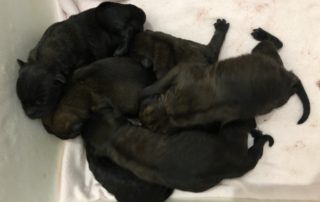 Belgian Shepherd Malinois Puppies Were Born 17