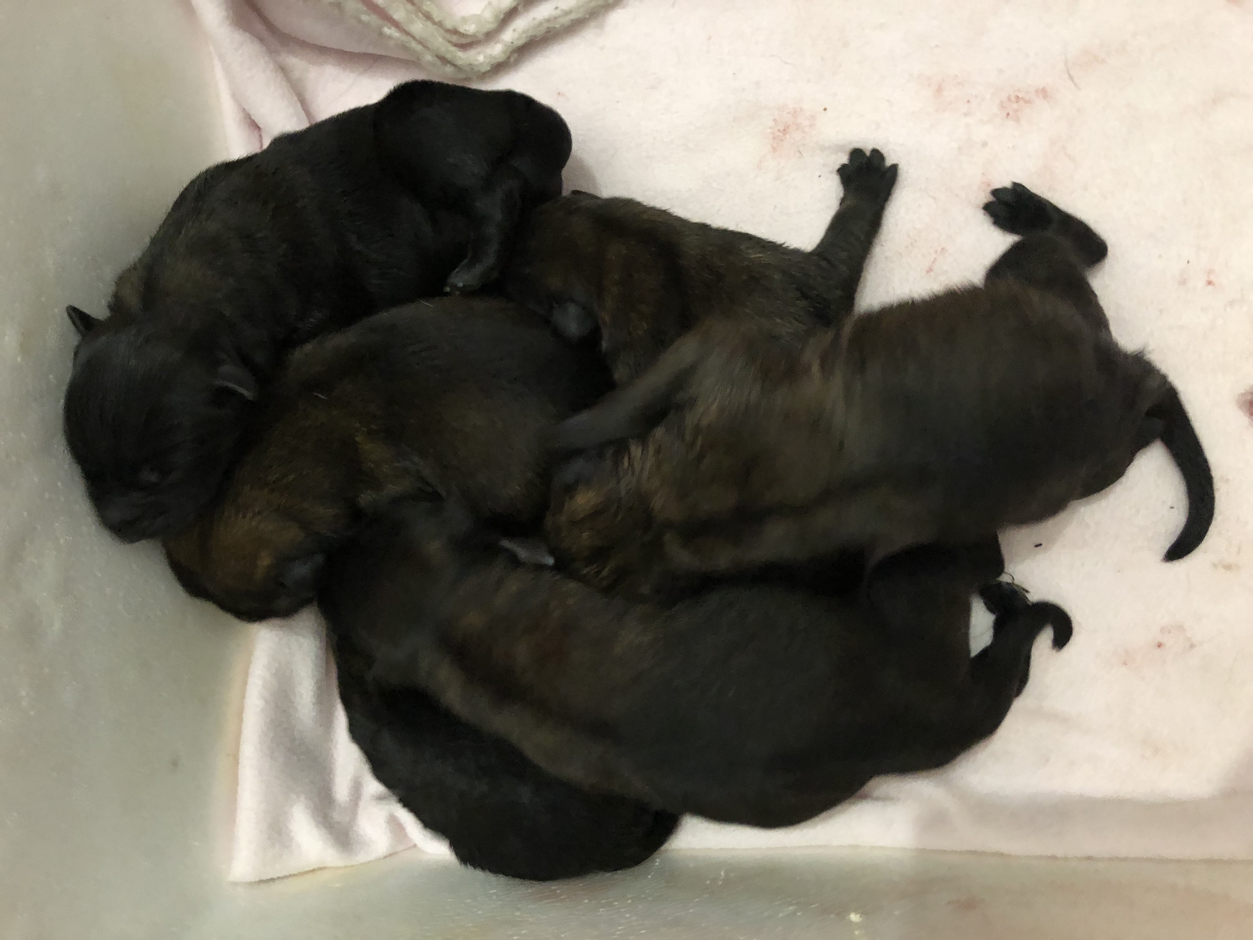 Belgian Shepherd Malinois Puppies Were Born 133