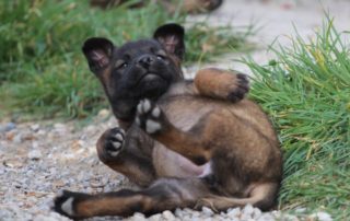 Belgian Malinois puppies - Born to Win Warrior Vesuvius x Police Dog Smoke van Valesca's Home 5