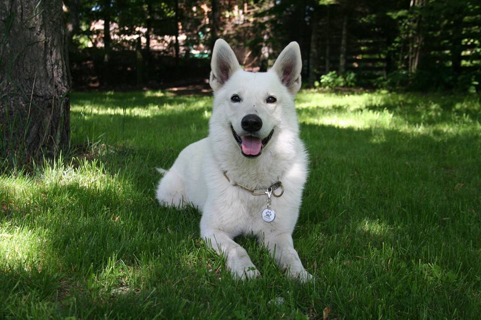 White belgian shepherd store dog