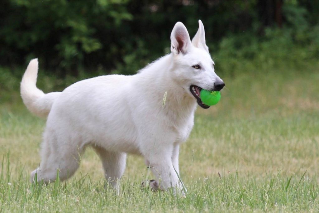 Puppies - White Swiss Shepherds and Belgian Shepherd Malinois Puppies