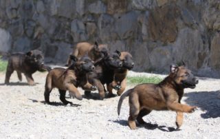 KNPV line Belgian Shepherd Malinois Puppies for Sale 50