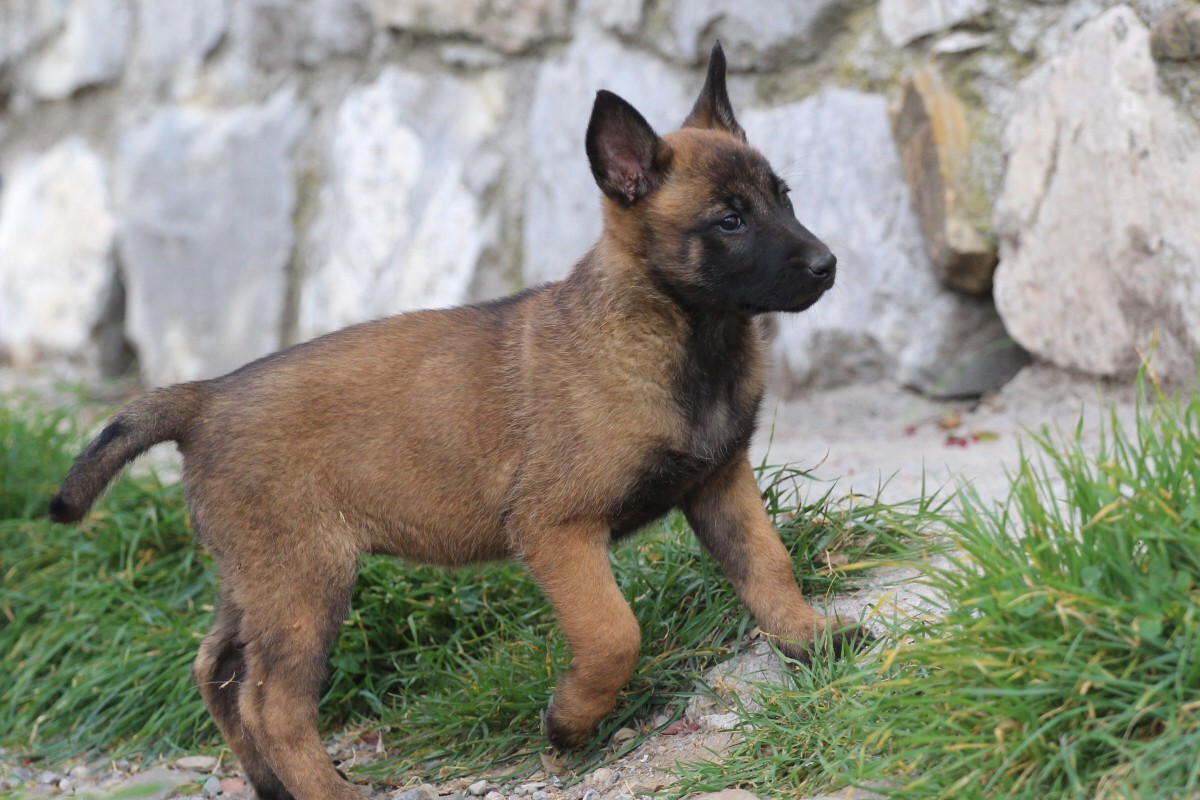 Belgia Lambakoer Malinois Kutsikas - Belgian Malinois & White Shepherd