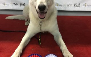White Swiss Shepherd BTWW Cant Best of Breed Junior in Dog Show 11