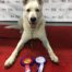 White Swiss Shepherd BTWW Cant Best of Breed Junior in Dog Show 3