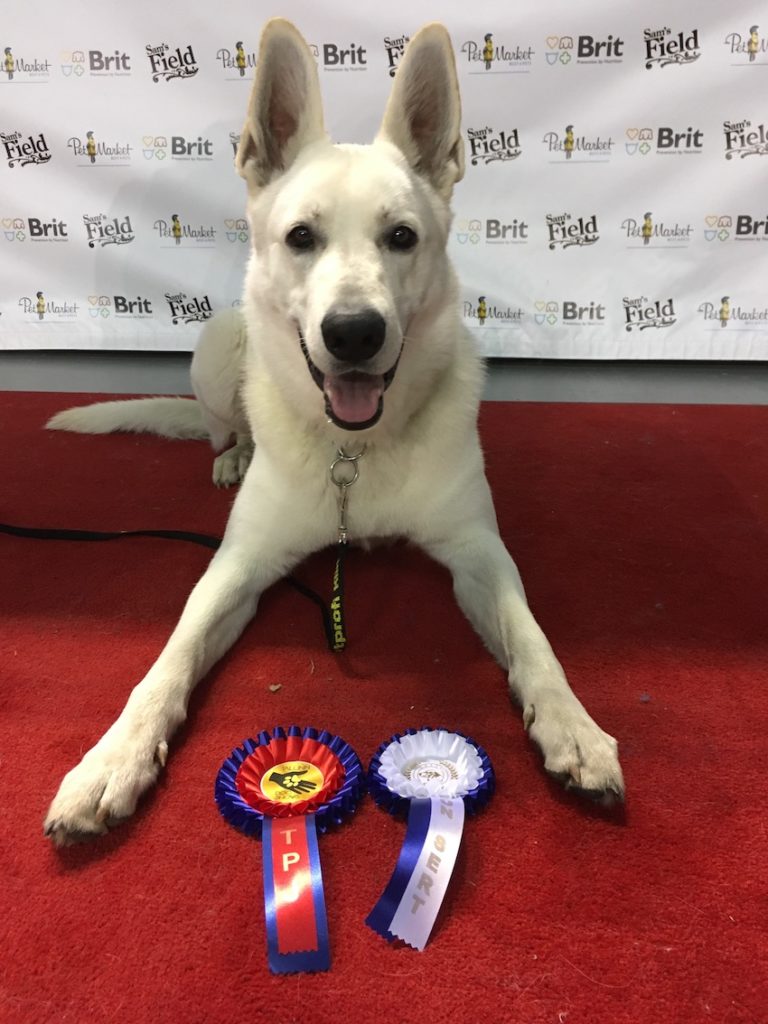 White Swiss Shepherd BTWW Cant Best of Breed Junior in Dog Show 121