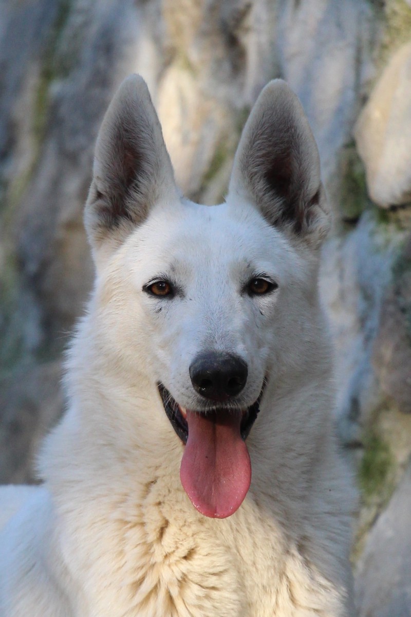 2022 White Shepherd Puppies – Available for Reservation 5