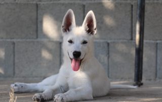 White Swiss Shepherd Puppies - Born to Win Warrior UpFire x Estevao Lothian Taglischindorf 48