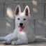White Swiss Shepherd Puppies - Born to Win Warrior UpFire x Estevao Lothian Taglischindorf 2