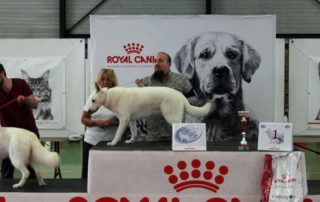 BTWW Damascus in Dog Show in France 39