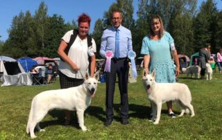 White Swiss Shepherd Born to Win White Prince Best of Breed Puppy in Finland 34