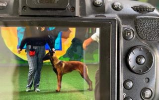 BTWW Helios, a KNPV line Malinois! Today at Dog Show in Slovenia Very Promising 1 place!  27