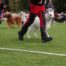 Born to Win Warrior Godfather Best in Show 3 place in Sweden! 2