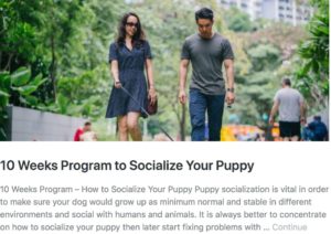 How to Socialize Your Puppy
