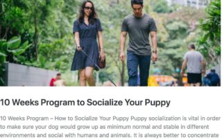 How to Socialize Your Puppy