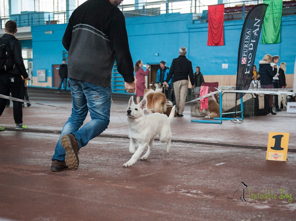 Born to Win White Zorro Puppy Favorit INCREDIBLE DOG VP, BEST PUPPY OF BREED and at MAIN RING OF BABY he got 2-nd place 1