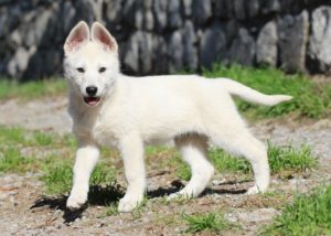 Btww Born To Win Warrior White Swiss Shepherd Belgian Shepherd