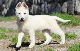 White Swiss Shepherd Puppies - Monaco, Italy, France, Riviera, Cote d'Azur, Liguria, Imperia 31