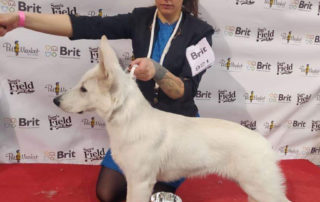 White Swiss Shepherd Puppy Best in Show Puppy