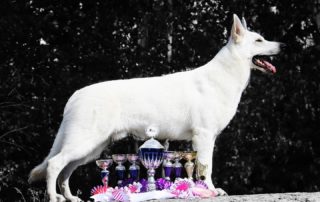 Born to Win White Prince Best of Breed CACIB