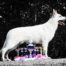 Born to Win White Prince Best of Breed CACIB