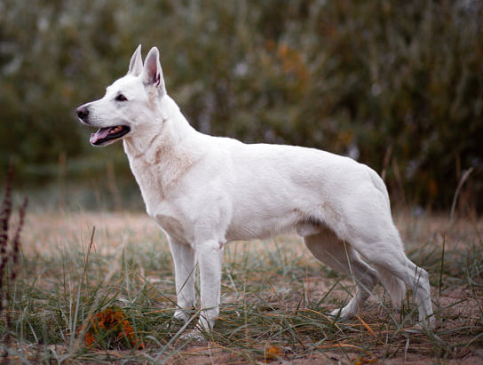 White Shepherd Males for Breeding 5