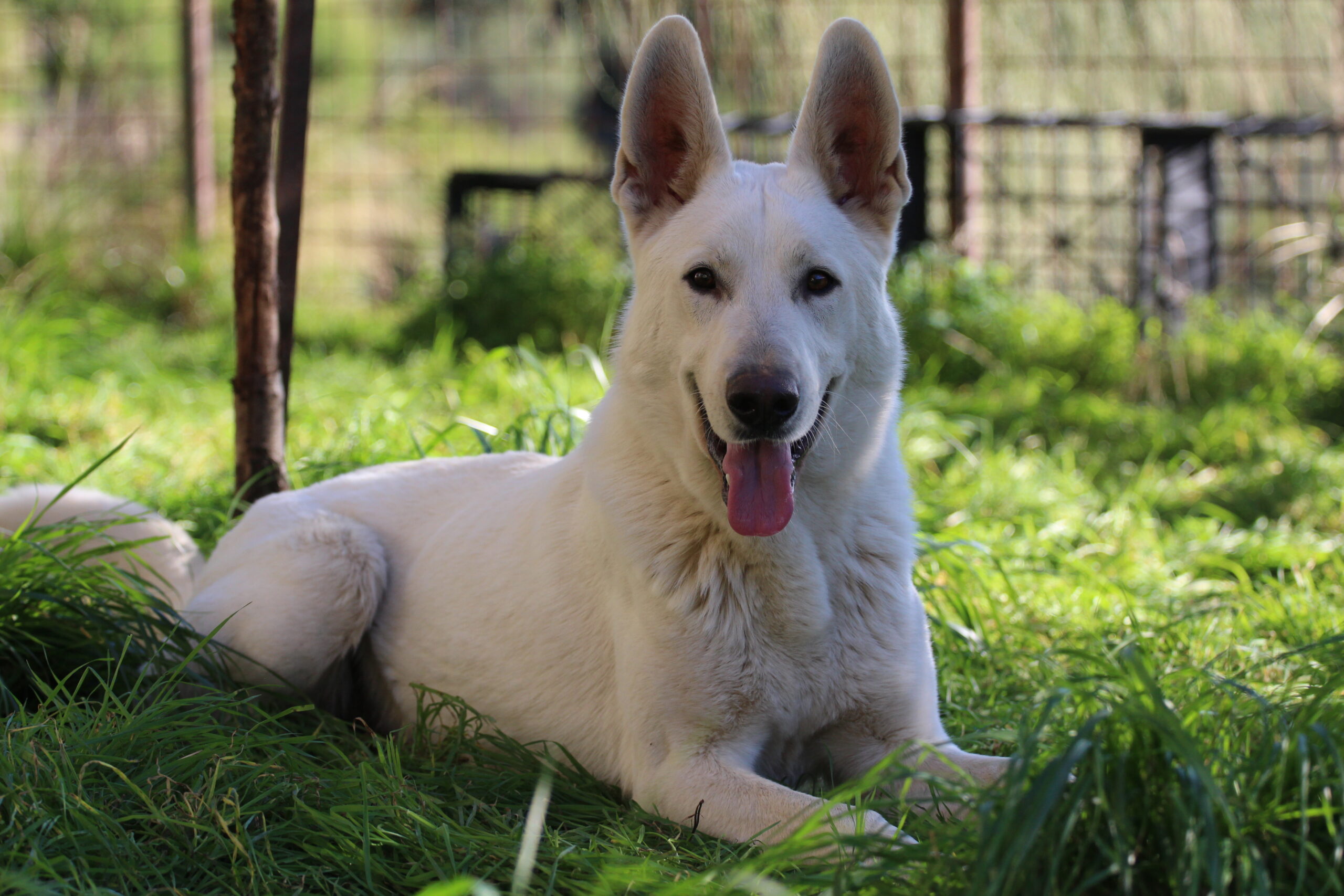 2022 White Shepherd Puppies – Available for Reservation 1