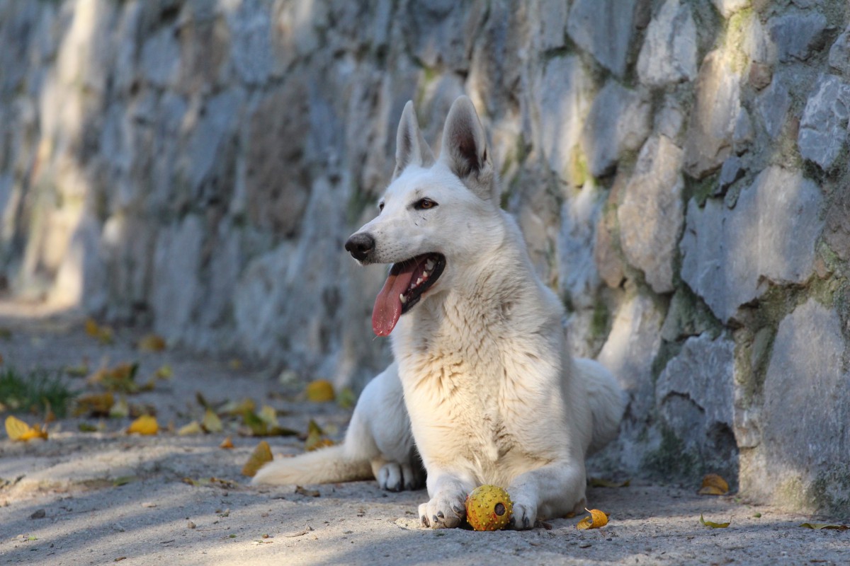 White Shepherd Sport Dog