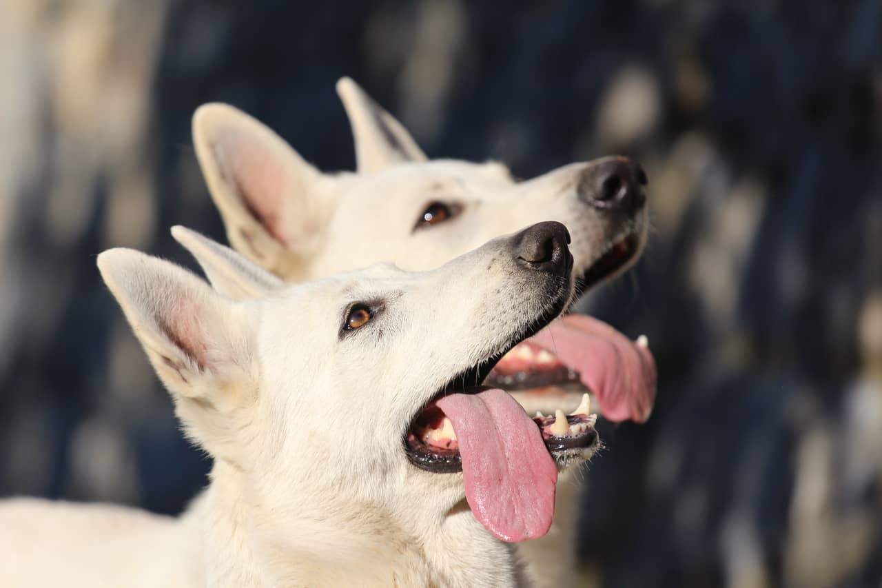 White Swiss Shepherd Dogs