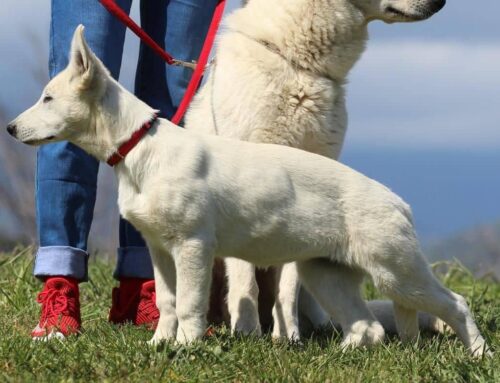 Available White Swiss Shepherd Puppy Born to Win Warrior Kleopatra