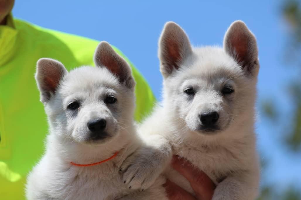2022 White Shepherd Puppies – Brazilian Lines 2