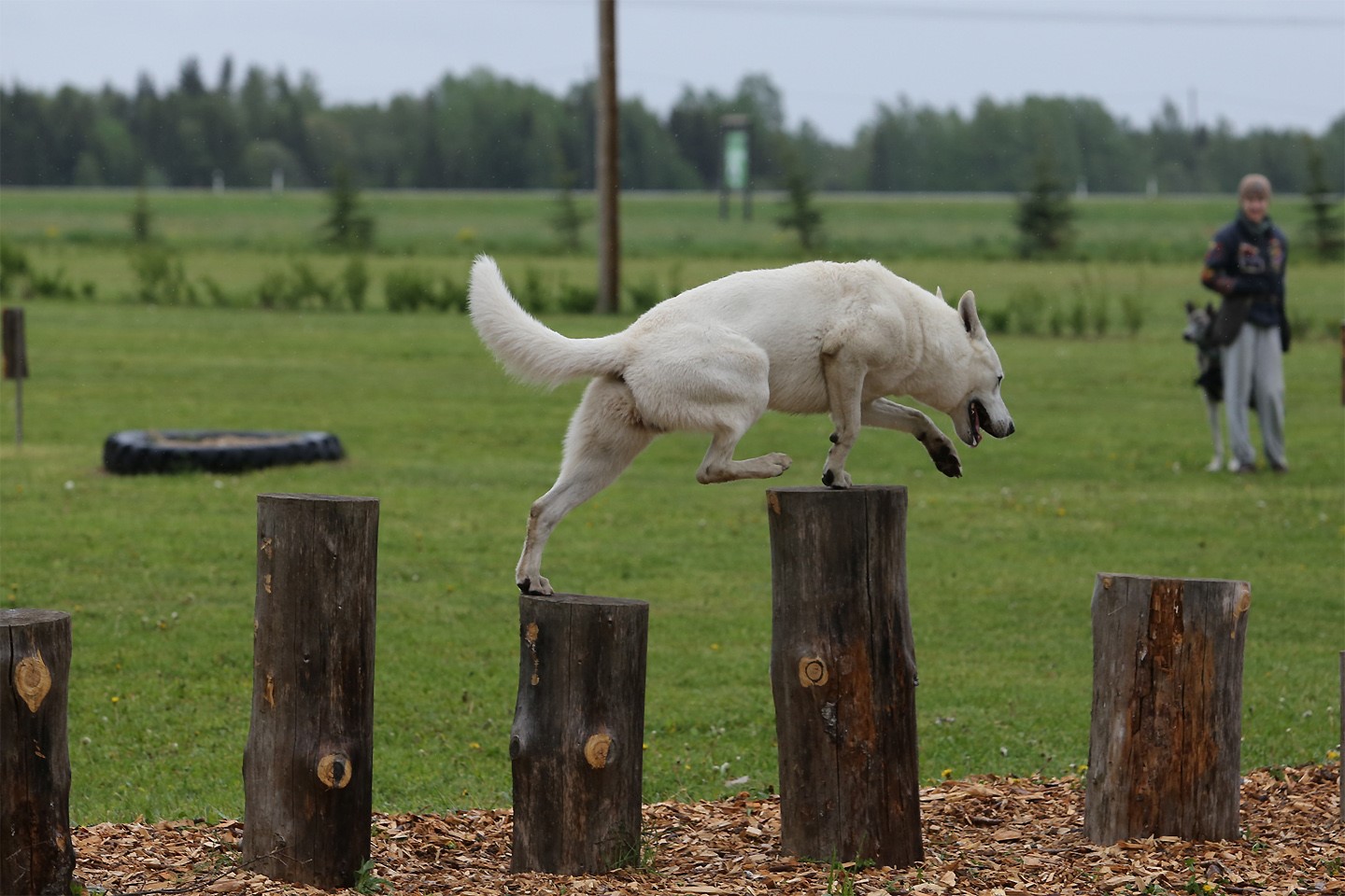 Belgian Malinois & White Shepherd Dogs - BTWW - Born to Win Warrior 12
