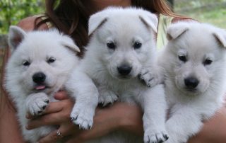 White Shepherd Puppies BTWW Pocahontas x BTWW Hooligan 4