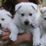 White Shepherd Puppies BTWW Pocahontas x BTWW Hooligan 9