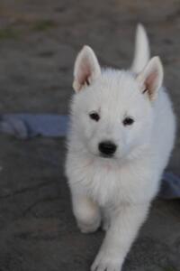 White-Swiss-Shepherd-Puppies-short-coat 5394