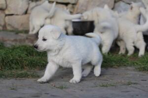 White-Swiss-Shepherd-Puppies-short-coat 5402